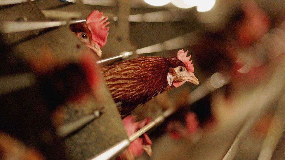 Bird flu detected at two locations in Morang