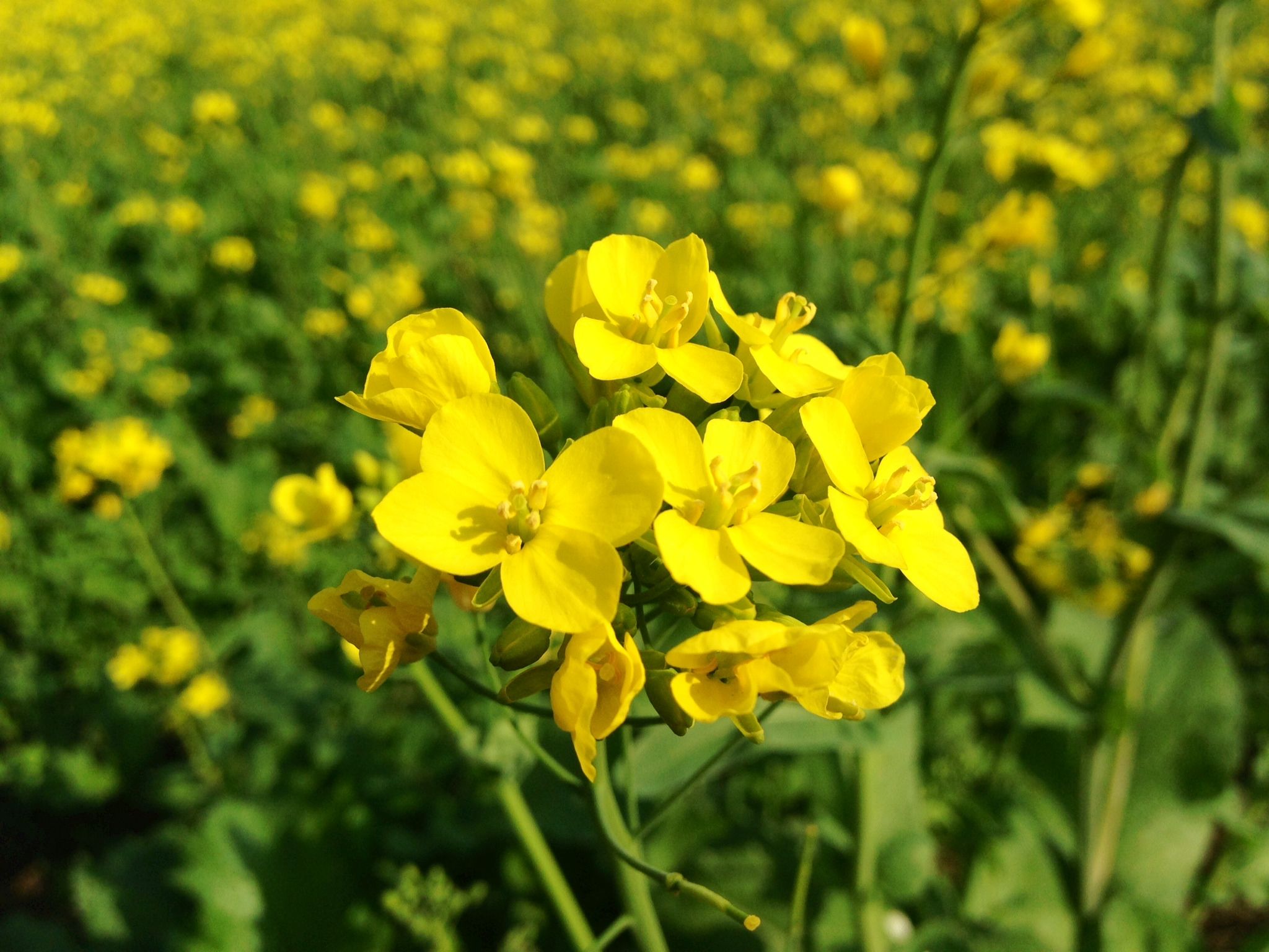 Mustard production likely to increase