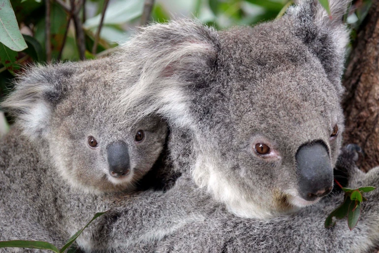 Australia designates koalas as endangered species