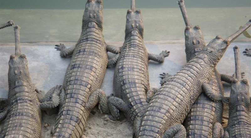 105 crocodiles released into Rapti river