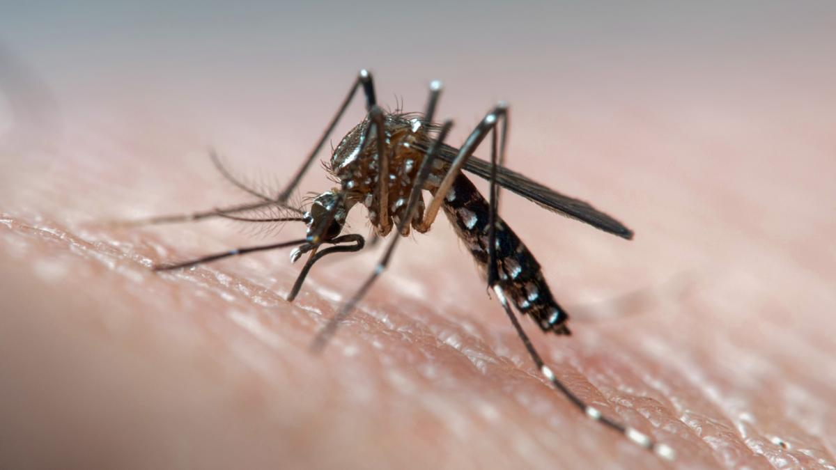 Deadly mosquito-borne virus warned in southern parts of Australia