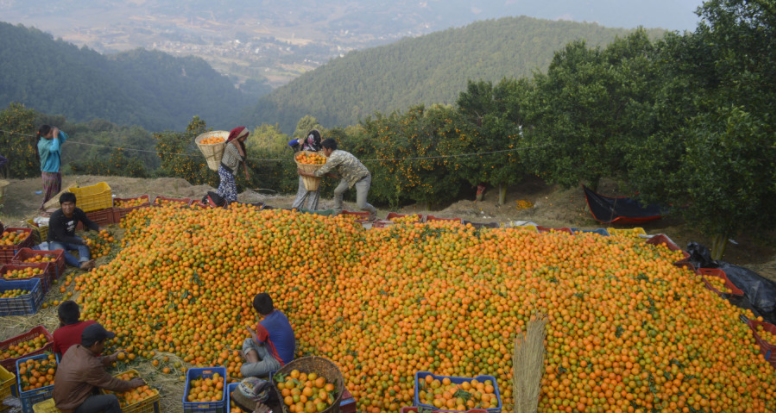 Farmer incomes soar after construction of cold stores