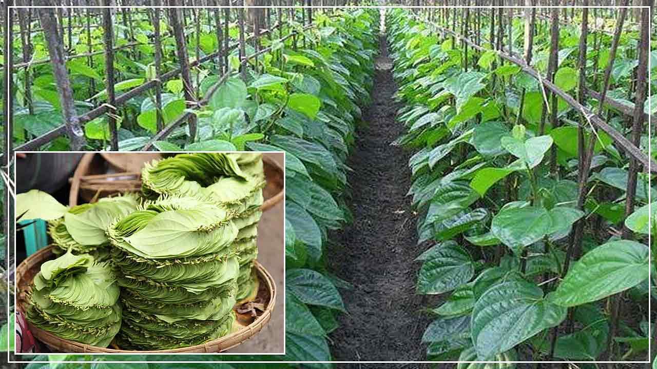 Betel leaf farming proving fruitful