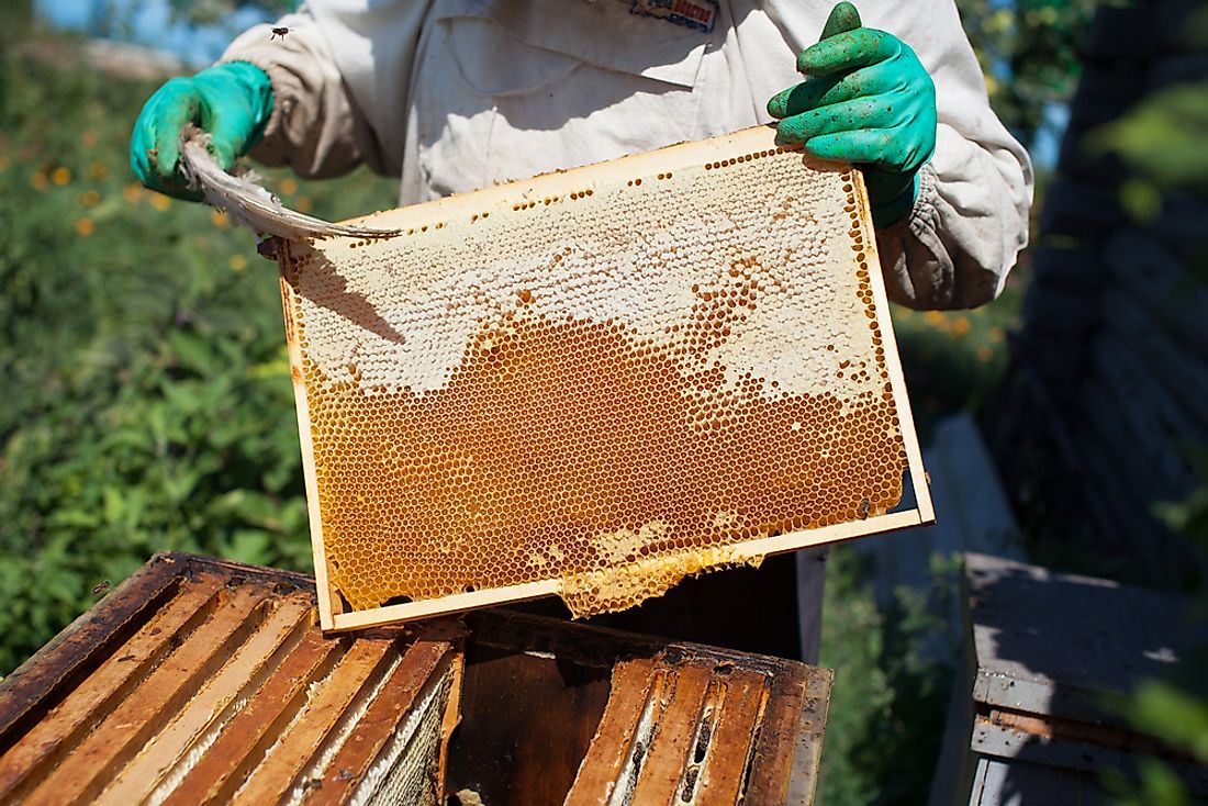 Domesticated bee’s honey production sees decline in Lamjung due to adverse weather