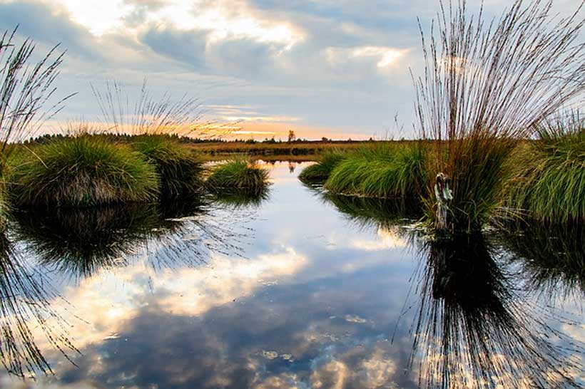 World Wetlands Day being observed