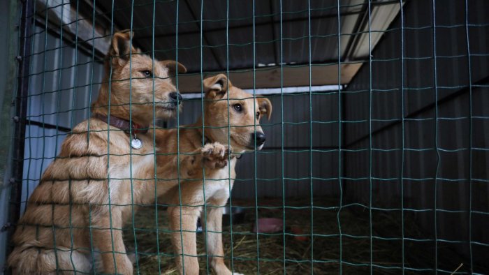 Abandoned animals join Ukraine’s war exodus