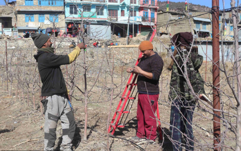 Apple farmers in Jumla go commercial as sales jump