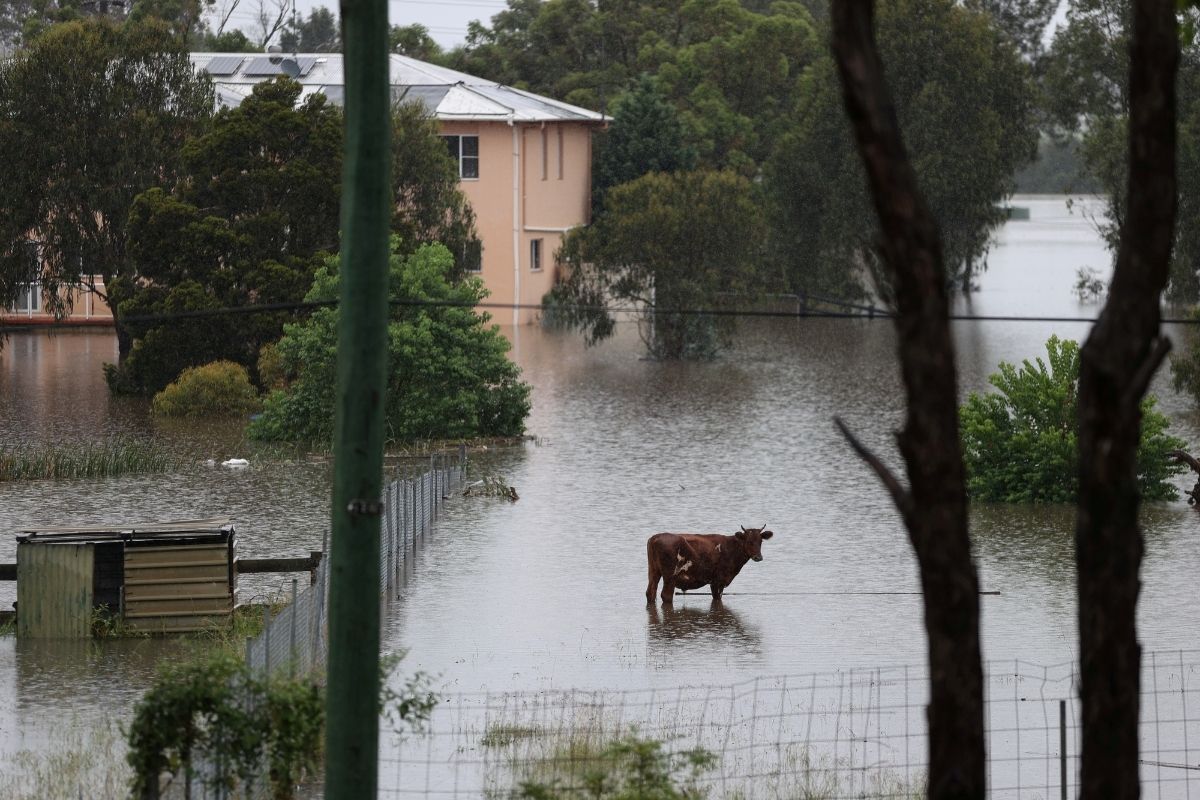 Disastrous flood threatens Australian animals as habitats lost