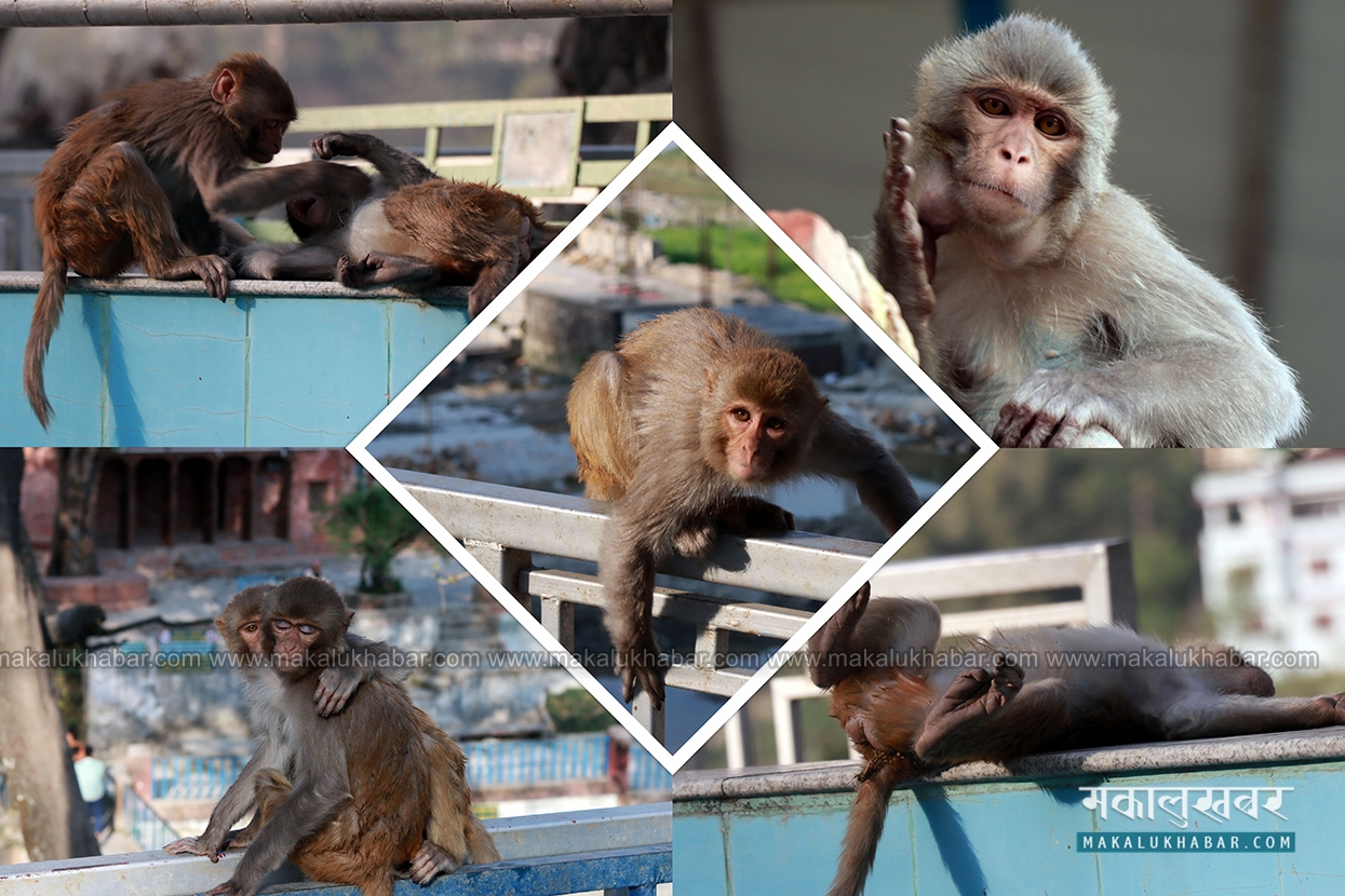 Photo feature of monkey