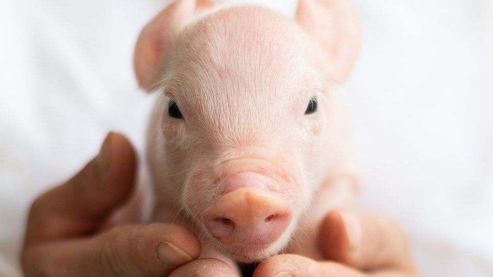 Xenotransplantation: Are pigs the future of organ transplants?