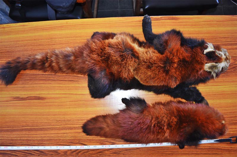 Four arrested with red panda skin