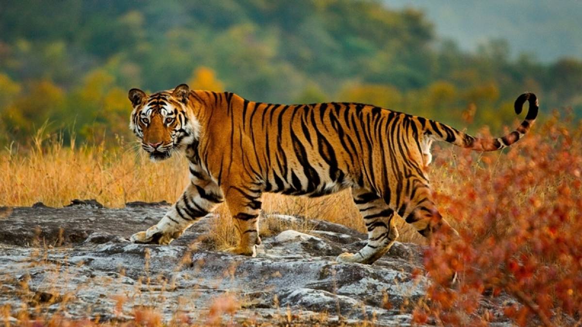 Tiger population up: 14 Royal Bengal tigers found in Someswor bio-route