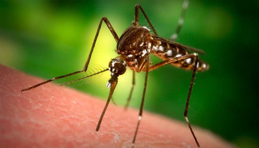 Govt provides free PCR test for mosquito- borne diseases