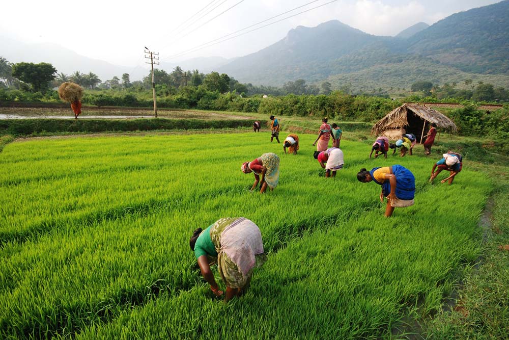 Seventh agriculture census beginning tomorrow