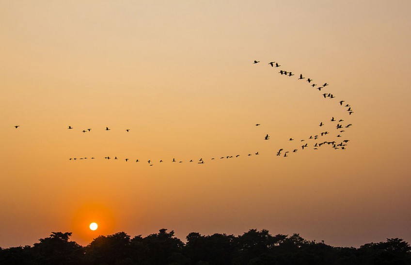 Summer migratory bird species arrive in Nepal to lay eggs