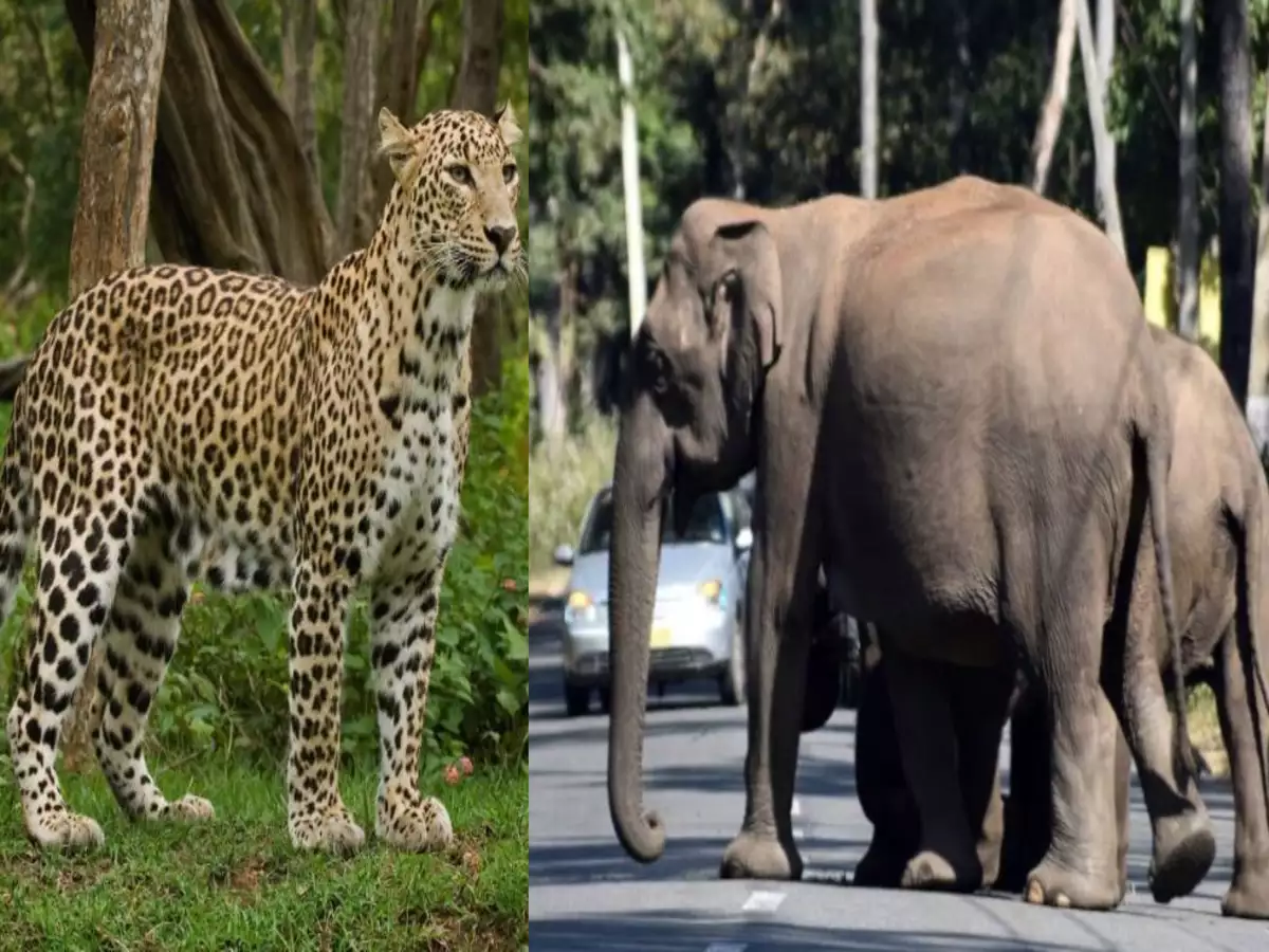 Elephant and leopard menace in Buddhashanti