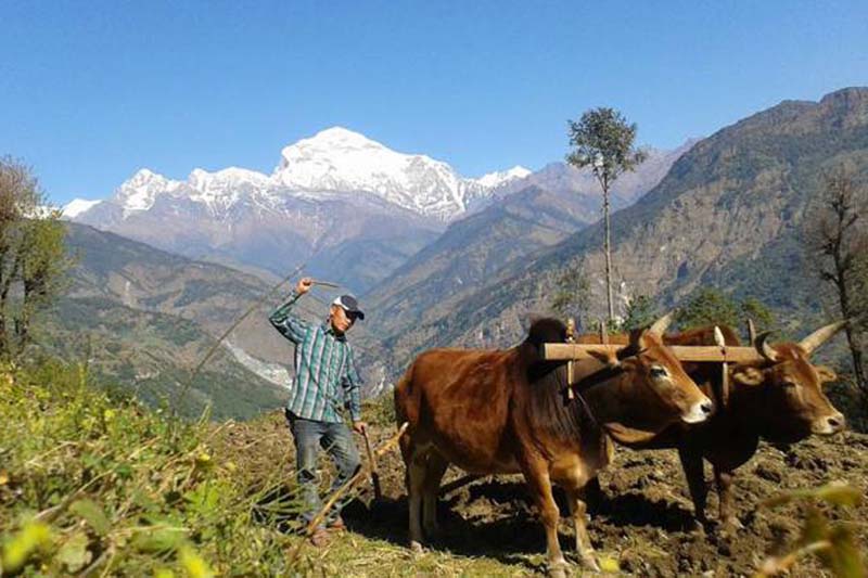 Election aura fails to attract farmers in Myagdi