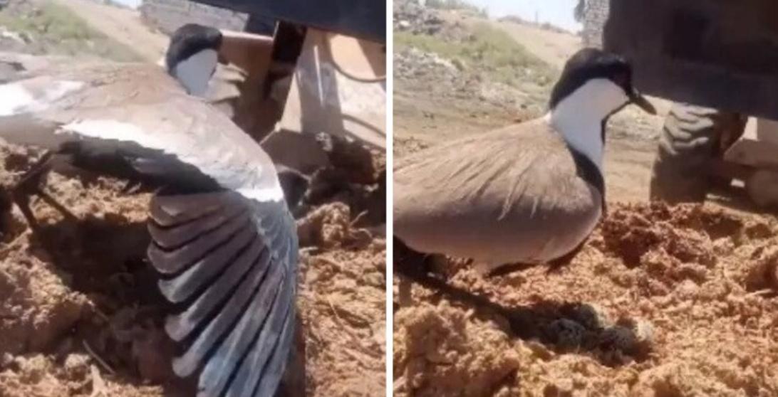 Mother bird stands her ground, guards eggs from excavator