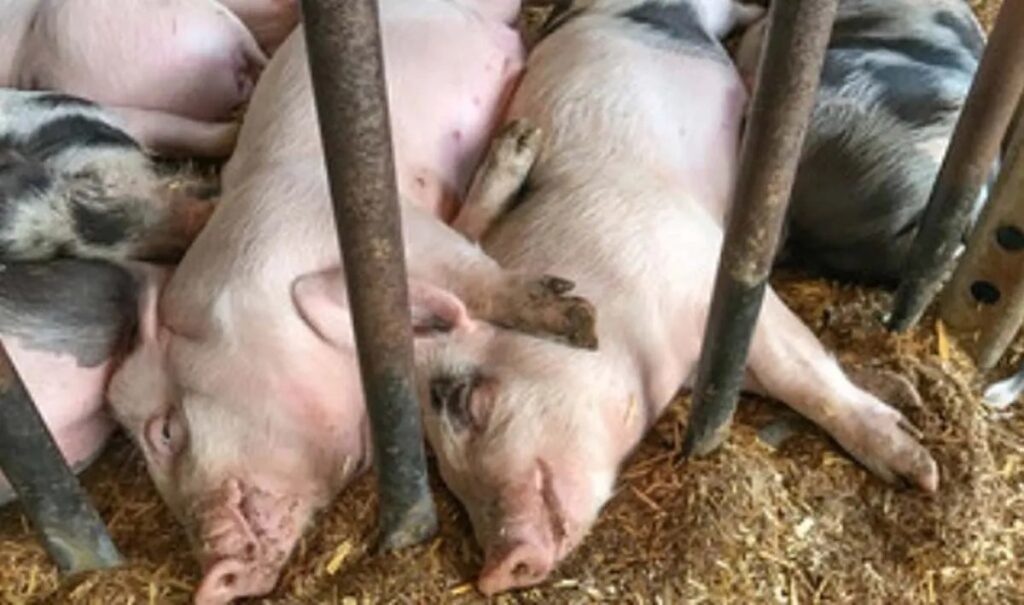 African swine fever: 16 more pigs die in Mizoram