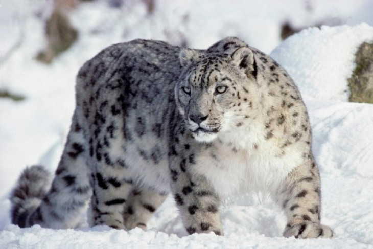 Counting of snow leopard begins in Mustang