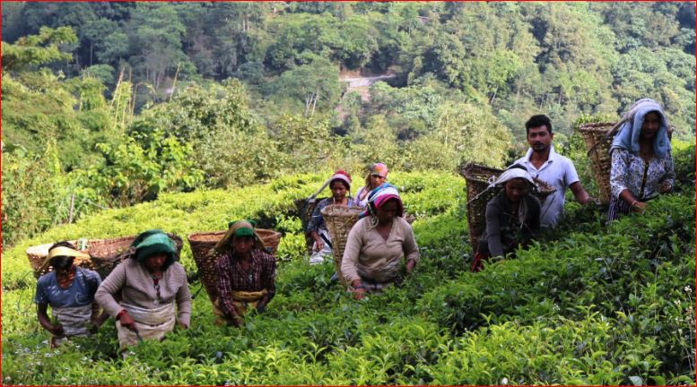 Tea farmers hamstrung by closure of processing plant