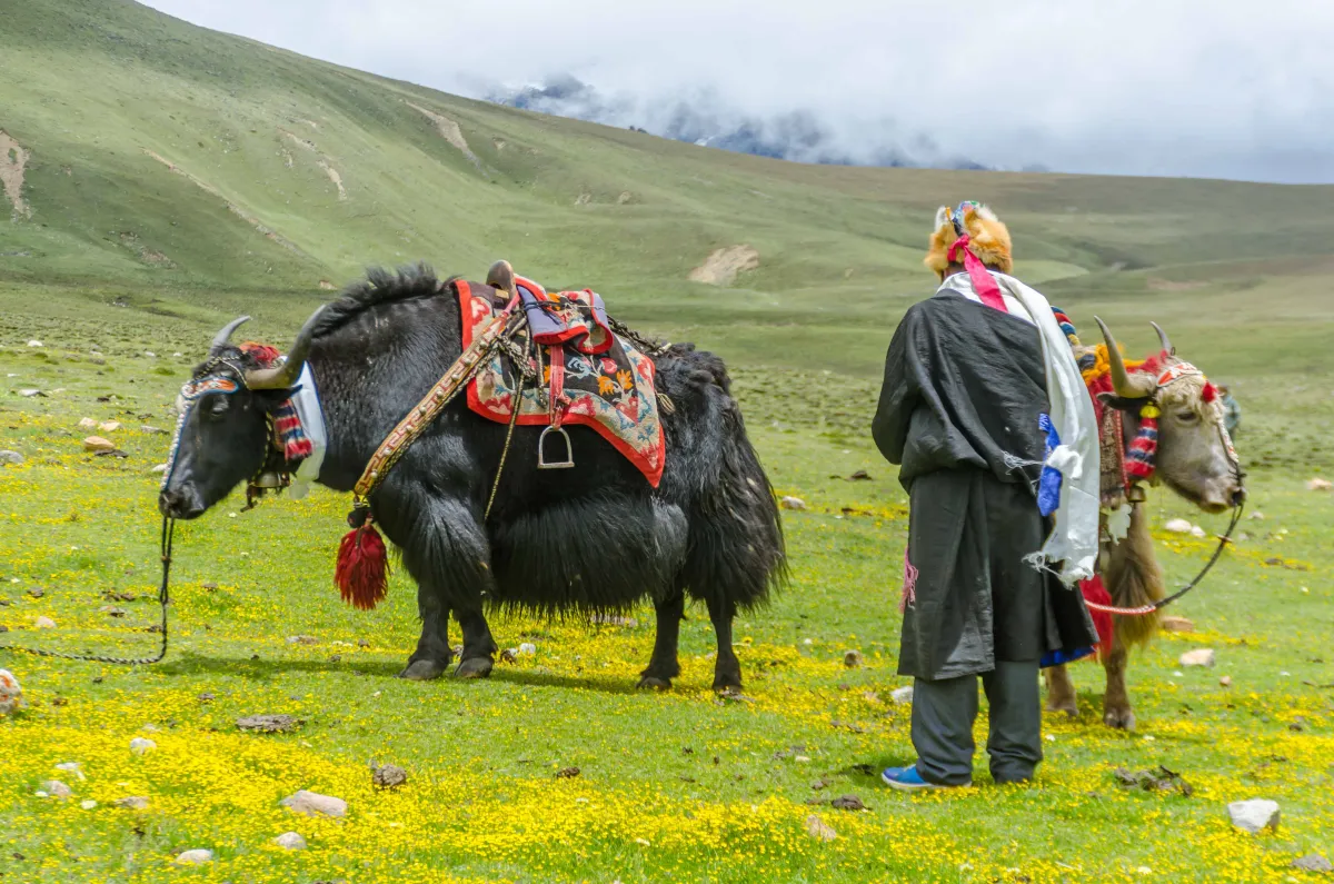 Panchthar hosting a yak festival beginning today