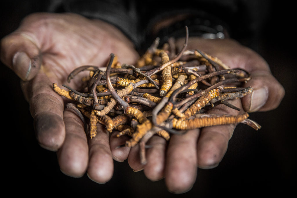 Yarsagumba collection in Dolpa permitted from May 19