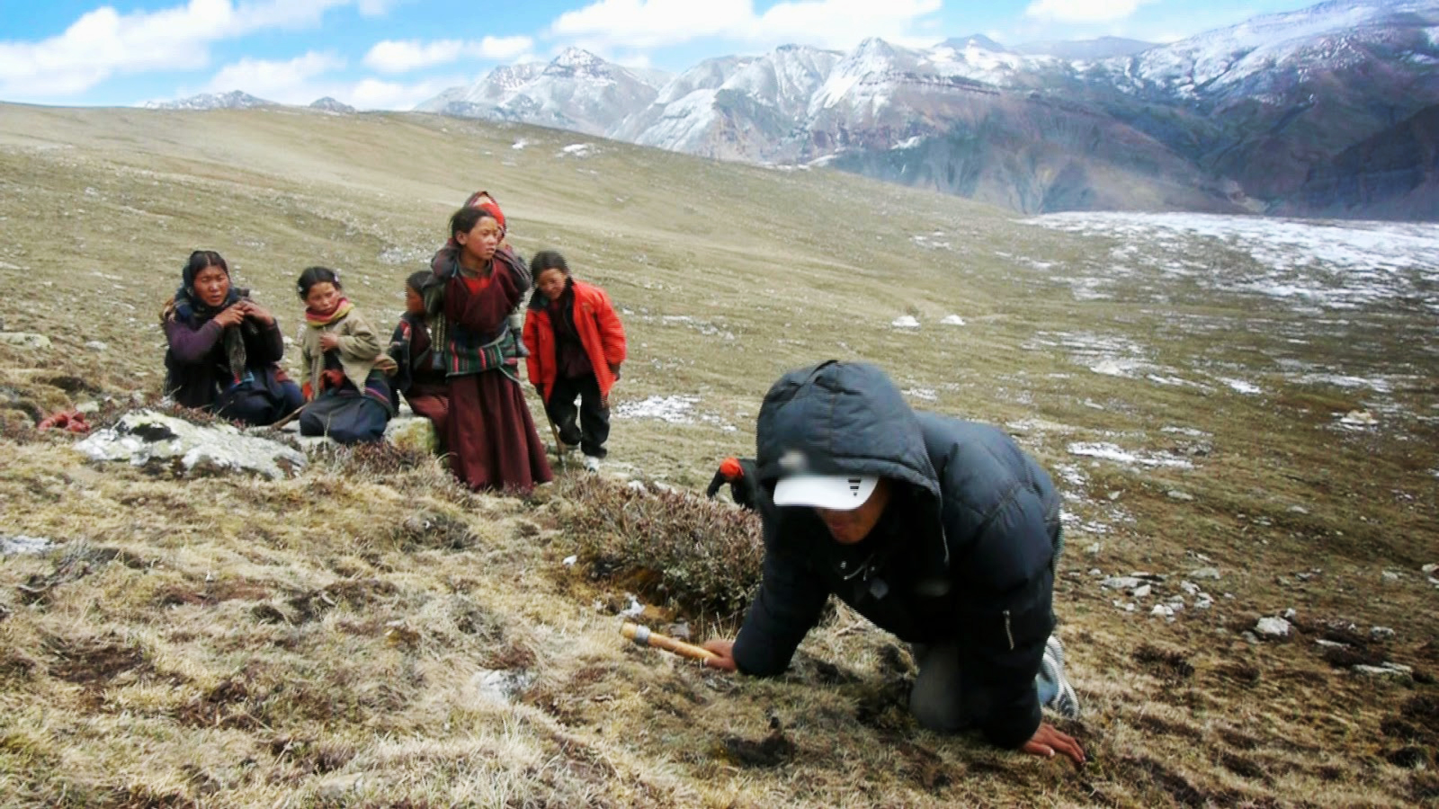 Yarsagumba collection to start in Dolpa from May 25