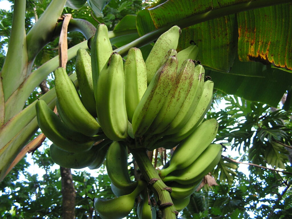 Devastating Banana Disease Found In Northern Australia English   BANANA DISEASE MK 1024x768 