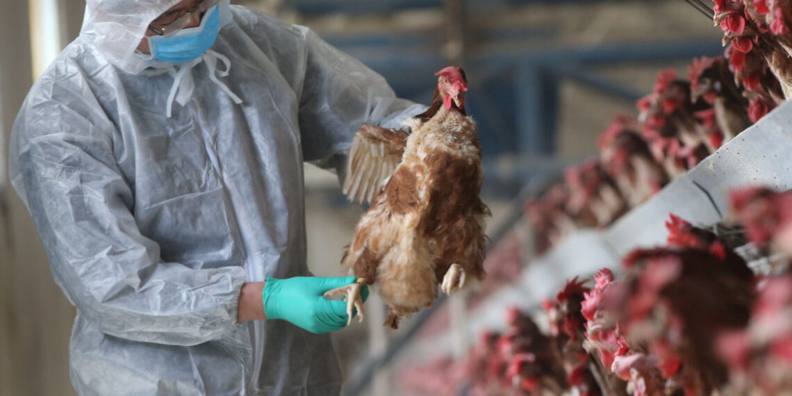 Over 1,000 fowls culled after bird flu