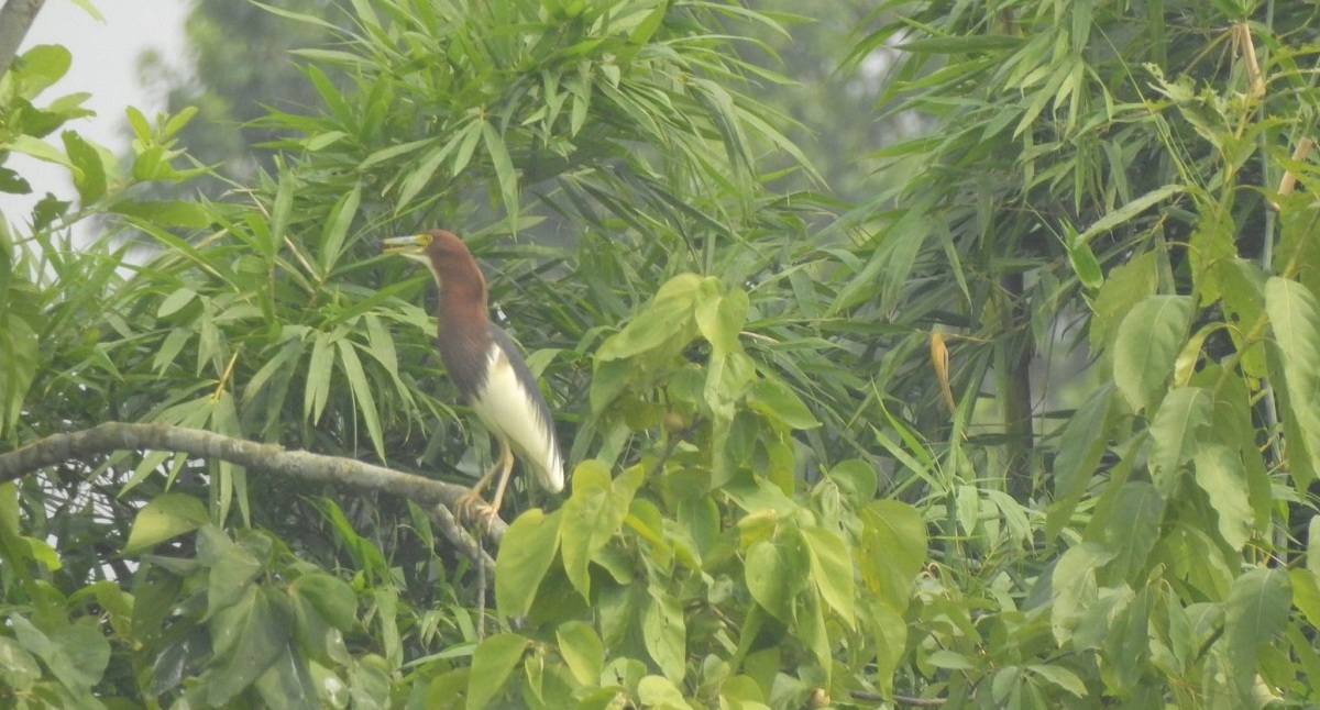 New bird species found in Chitwan