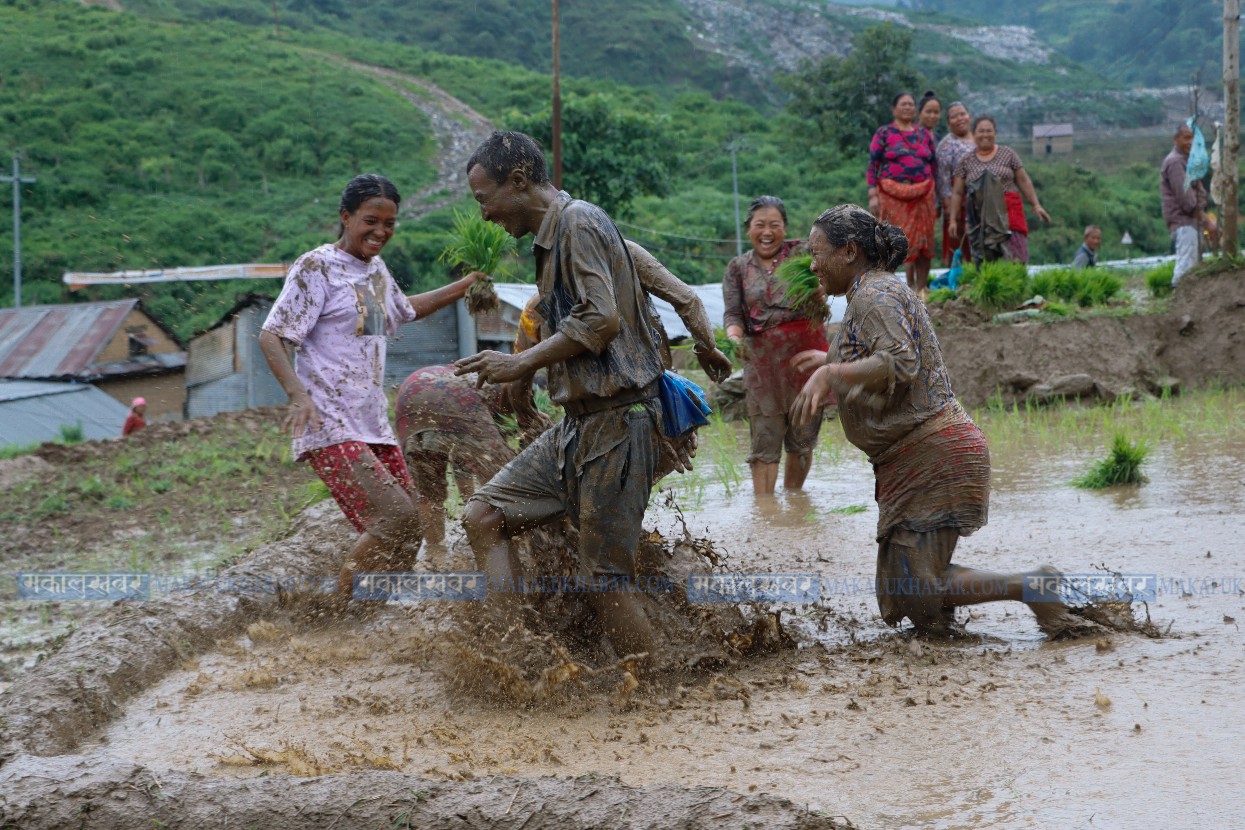 In Pictures: Paddy Day celebration in Dhading