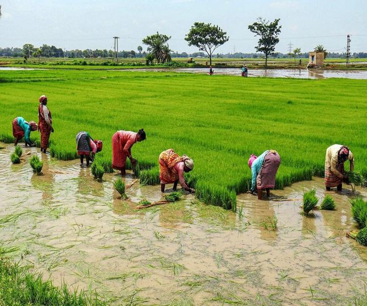 Tired of waiting, farmers start planting paddy without chemical fertilisers