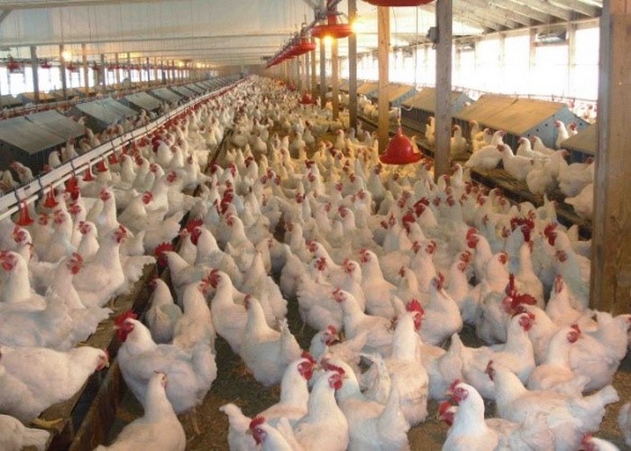 Purwanchal Poultry Farm facing a loss of Rs 1.2 million daily due to padlock