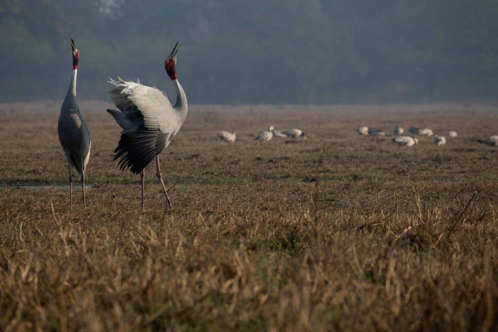 Number of Sarus crane dwindling each year