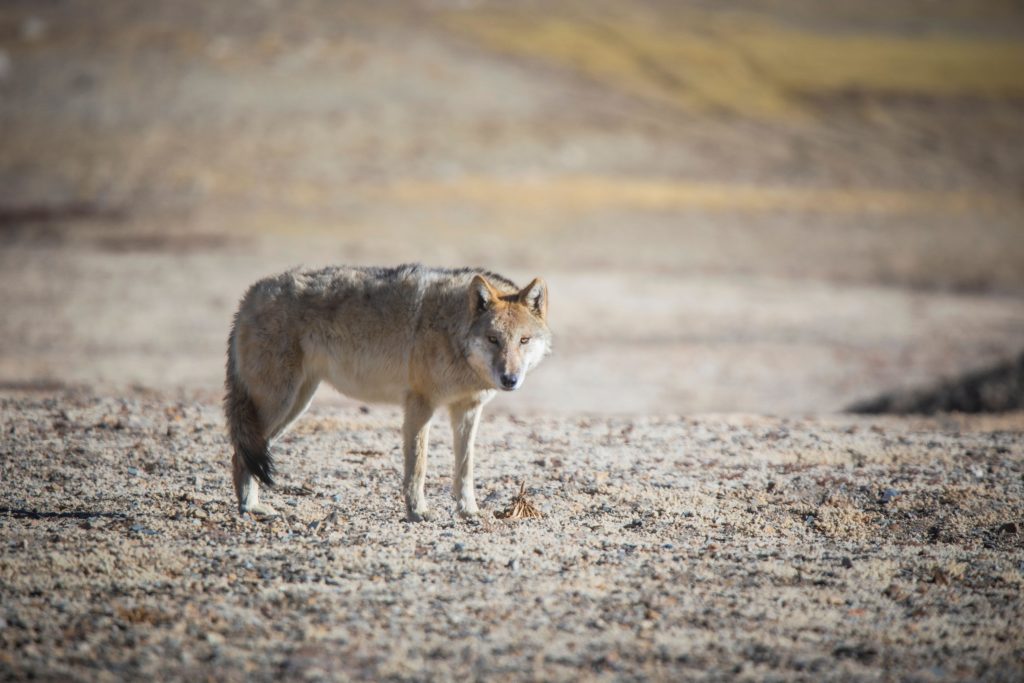 Elusive Himalayan wolves emerge on the slopes of Everest