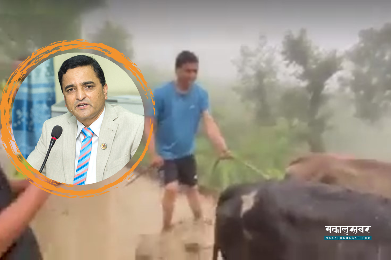 Yogesh Bhattarai plowing oxen after reaching in Achham (with video)