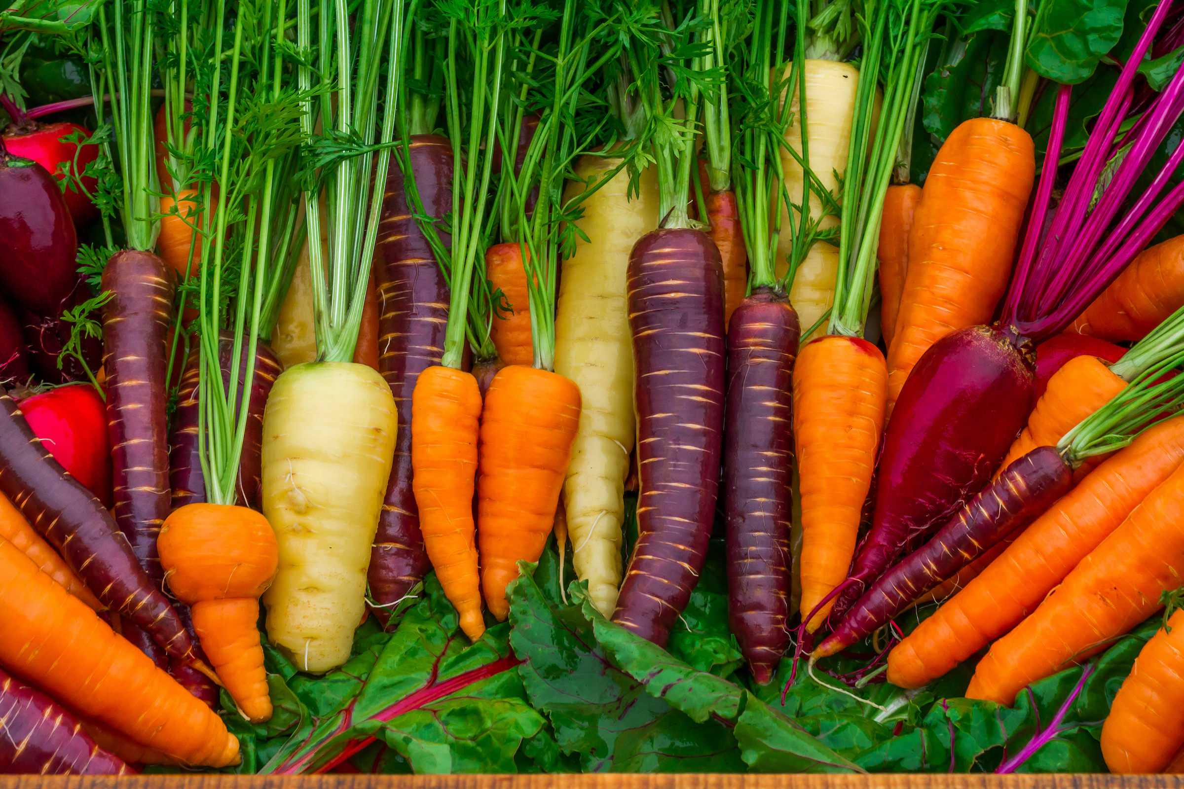 Reasons why carrots (of all colors) are healthy for you