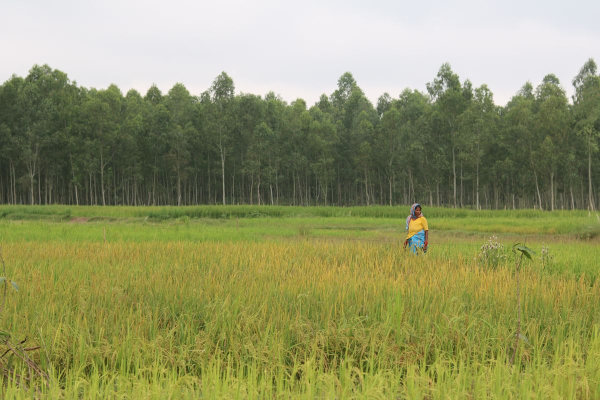 Scant rainfall frets farmers in Madhesh