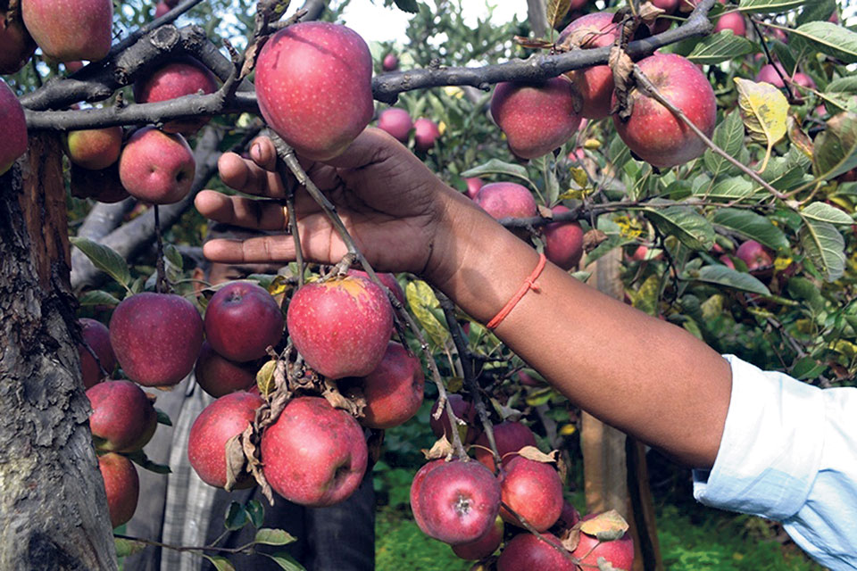 Jumli apples being sold raw in the market