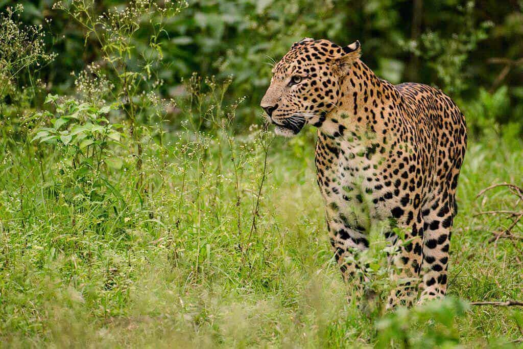 Five people injured in a leopard attack in Kathmandu at midnight