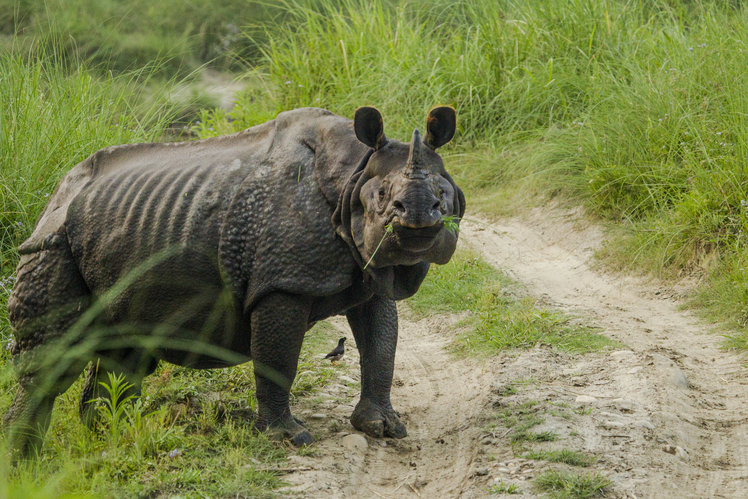 Elderly dies in rhino attack
