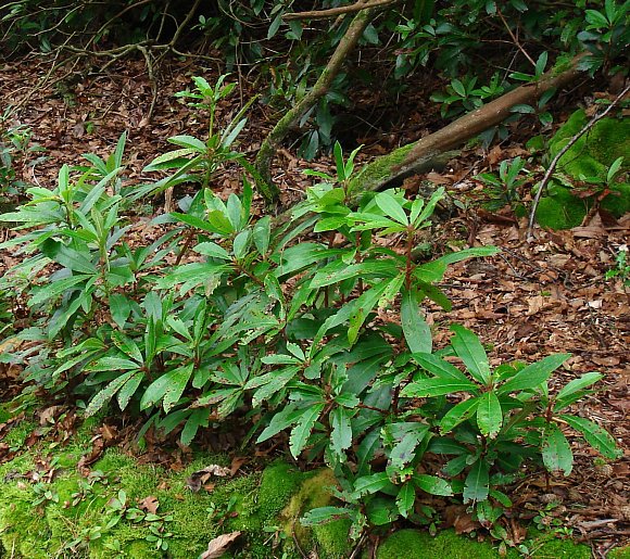 Rhododendron saplings planted in Sarangkot hill