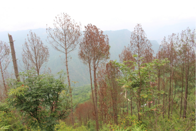 Trees are drying up in Dhankuta forests, bewildering locals