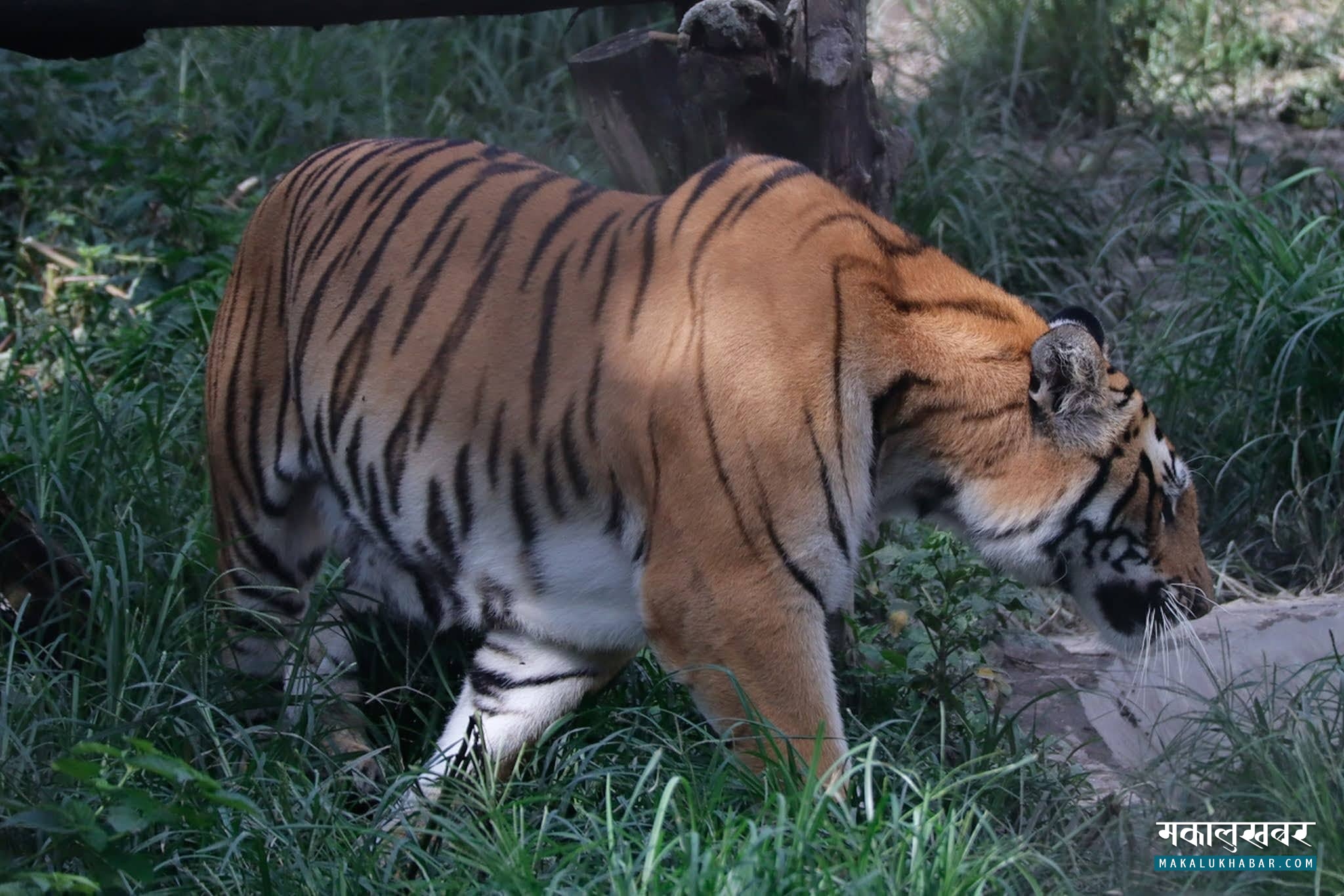 Number of tigers in Nepal is 355, an increase of 120 in four years