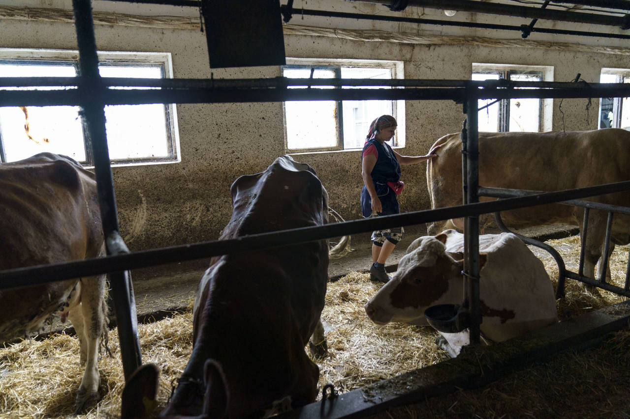 Dairy farm in Ukraine’s Donbas region struggles to survive
