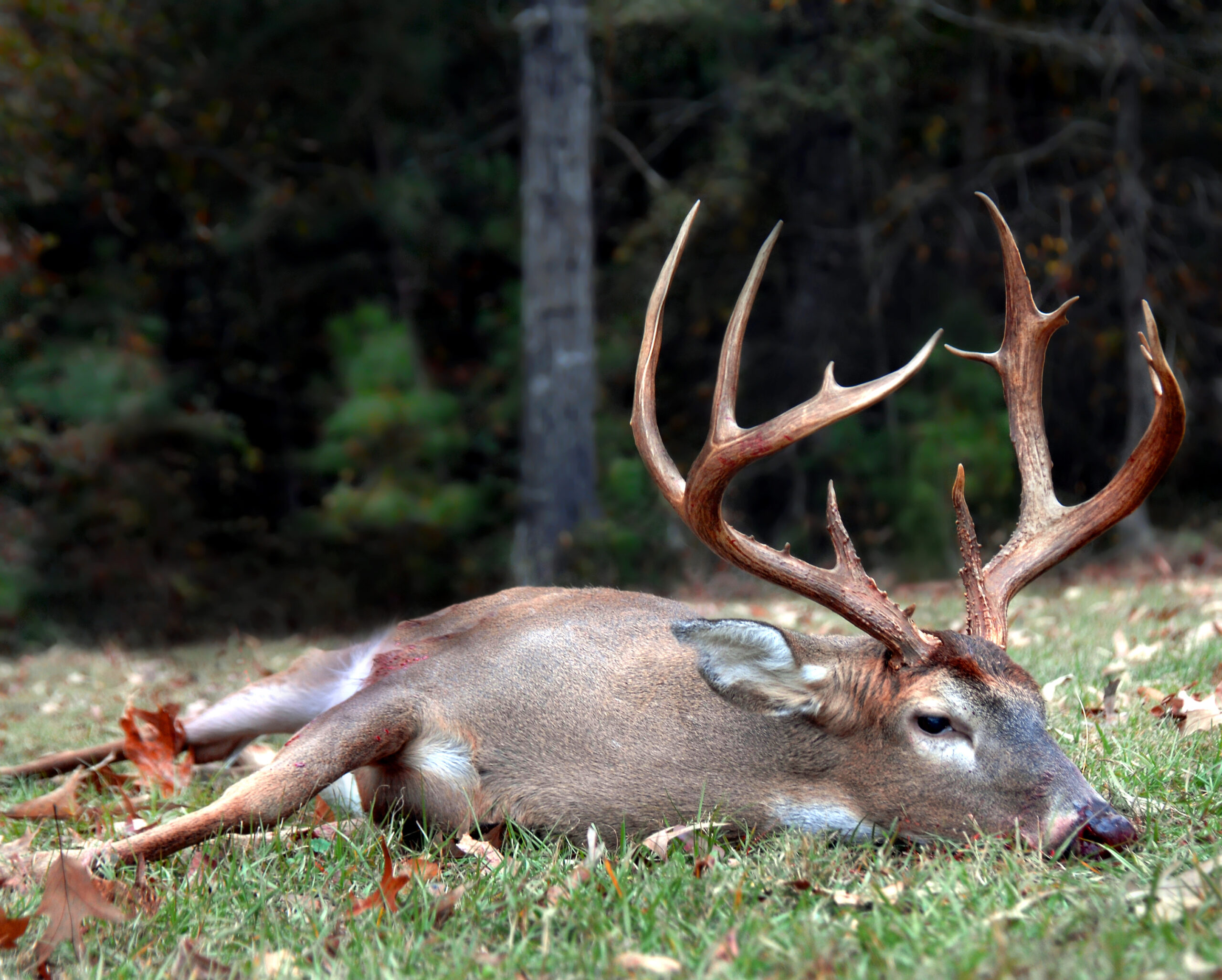 Around 25 deer die from rabies in suburb of Sri Lanka’s capital