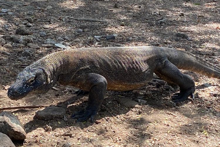 Komodo Dragons: Indonesians strike over entry price hike