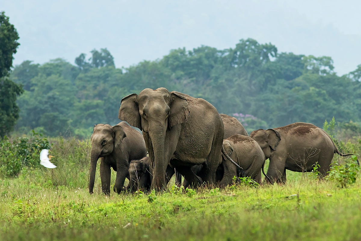 Elephant menace continues in Shuklaphanta