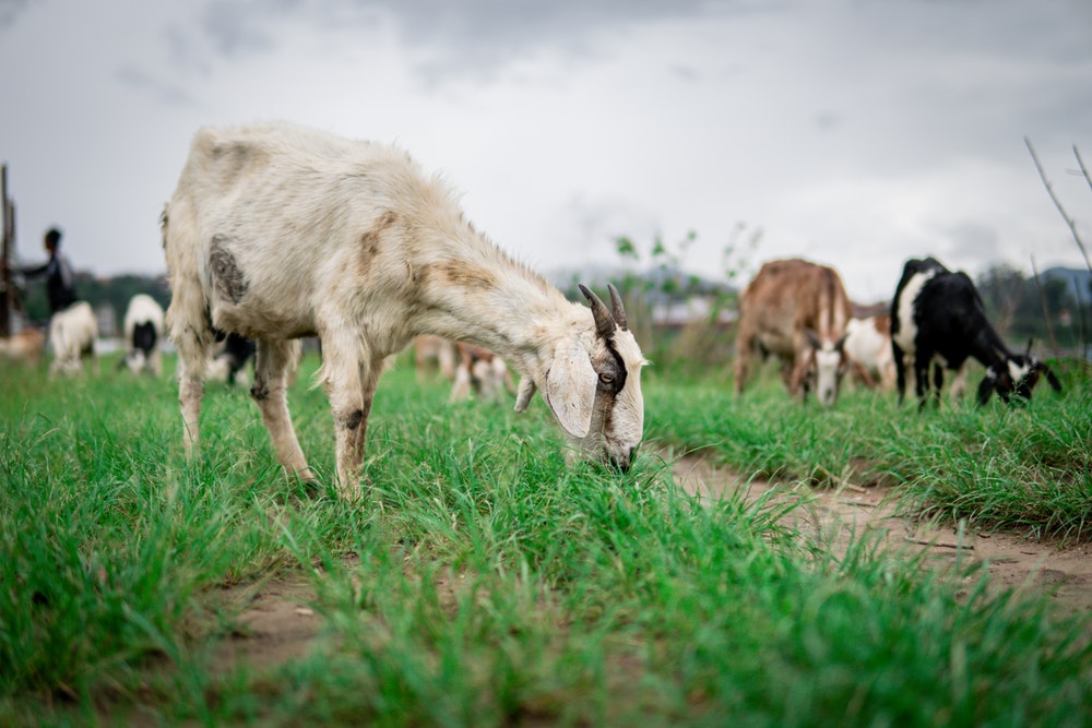 Farmers’ groups given grants for goat farming